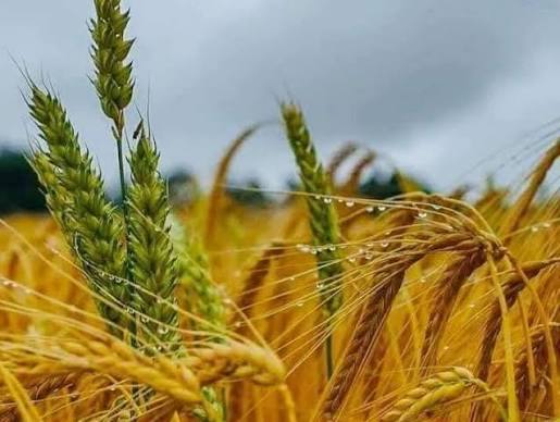 Rows of crops